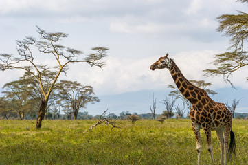 Naklejka premium Giraffen in der Landschaft mit Bäumen