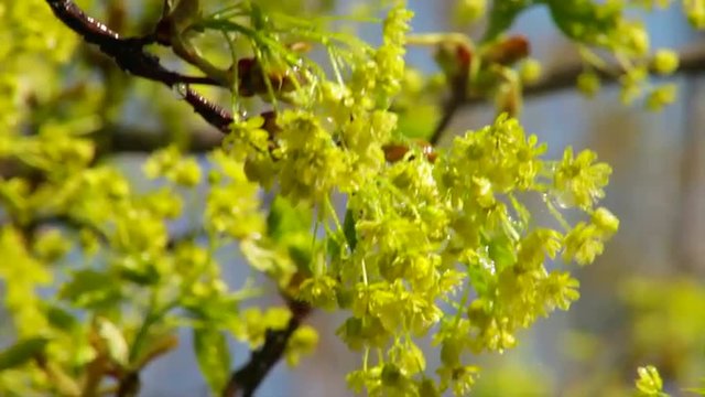 Wet sunlit maple trusses with tiny new leaves, canted in the water spray on blur background. Revival of the nature after long and cold winter. Cheering spirit in the beautiful and meditative footage.