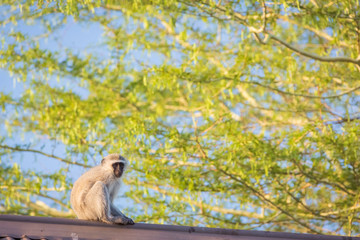 Vervet monkey