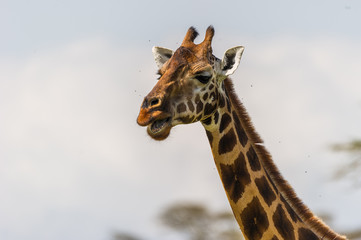 Freigestellte Giraffe