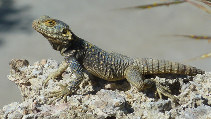Hardun isolated on stone with blurred background