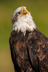 Stupid eagle (haliaeetus leucocephalus)