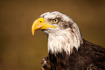 American eagle. Portrait of a bald eagle ( haliaeetus leucocephalus)