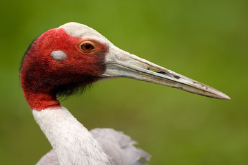 Close up of Sarus Crane (Grus Antigone)