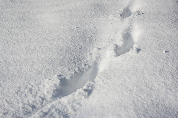 footprint in snow