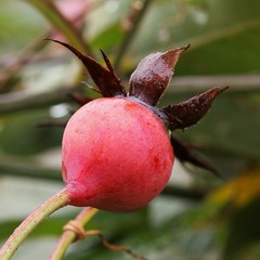 Rosehip