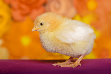 Little chicken on bright background.
