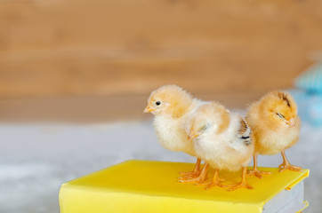 Three little chicken on a bright background