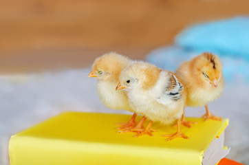 Three little chicken on a bright background.