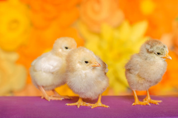 Three little chicken on a bright background.