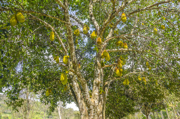 Fototapeta na wymiar Ripened Jackfruits on the tree.