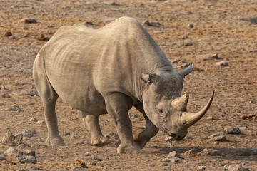 Obraz premium white rhino at etosha