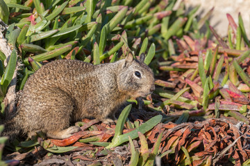 California Ground Squirrel