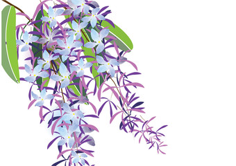 Fototapeta na wymiar purple flower or Petrea volubilis purple color on pink background vector illustration