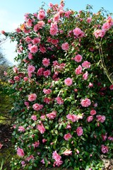 Pink Camellia