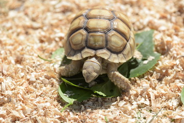 Young Sulcata Tortoise. Kine of turtle species,African spurred tortoise.
