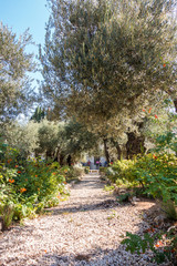 Gethsemane Garden on Mount of Olives
