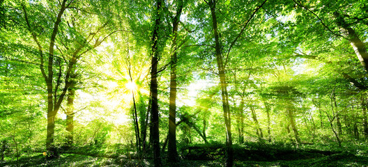 Fototapeta na wymiar Wald Panorama mit goldenen Sonnenschein