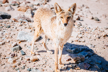 Fototapeta premium Coyote (Canis latrans) in Death Valley National Park, USA