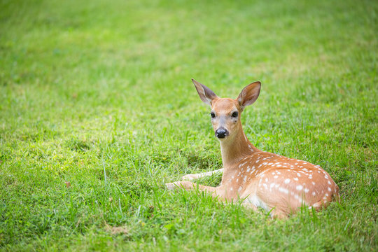 Fototapeta Deer fawn lying in a grassy field