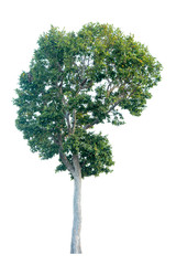 Irvingia malayana also known as Wild Almond on white background