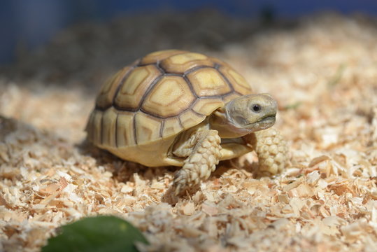 Young Sulcata Tortoise. Kine of turtle species,African spurred tortoise.