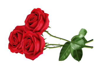 Three beautiful red roses isolated on the white background.