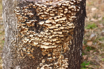 木に生えたサルノコシカケ
