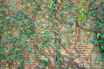 Fototapeta premium Plant grows on brick wall