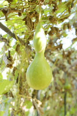 gourd