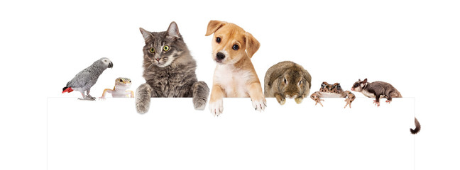 Group of Domestic Pets Over White Banner