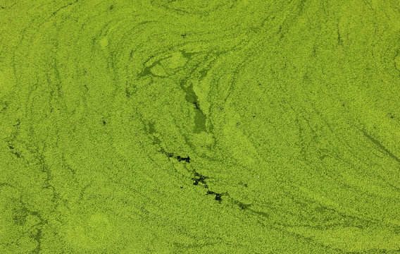 Water fern, mosquito fern in the river