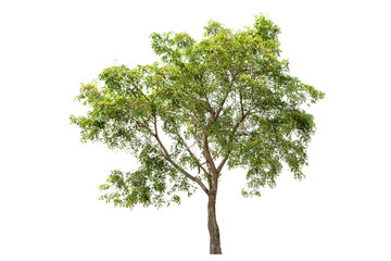 Obraz premium Tree isolated on white background