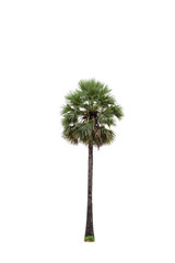 Palm tree isolated on white background.