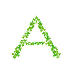 Letter A ,  beautiful green leaves isolated on white background,