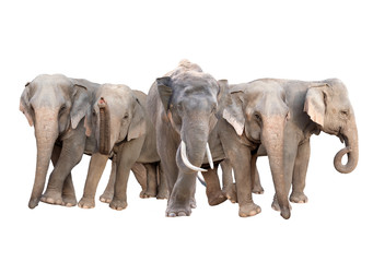 group of asia elephant isolated on white background