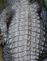 Naklejka premium skin of crocodiles