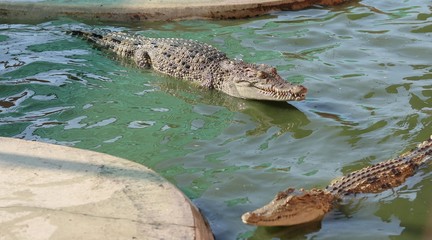 crocodiles