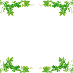  Green leaves frame isolated on white background. - obrazy, fototapety, plakaty