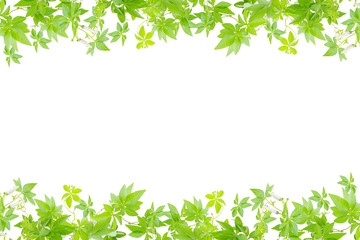 green leaves on white background.