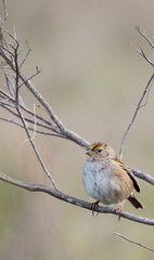 Golden-crowned Sparrow, Zonotrichia atricapilla