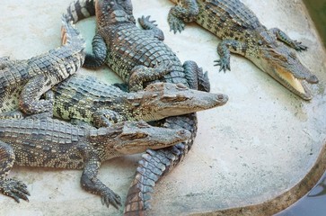 Large group of crocodiles