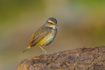 Young Bluethroat (Luscinia svecica) turn to see us on the wood 