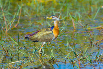 Young Bronze-winged Jacana (Metopedius indicus) turn his head 