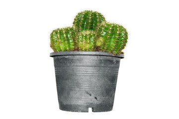 cactus isolated