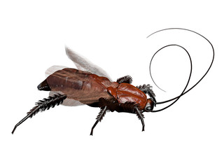 a computer rendered illustration of a cockroach
isolated on white