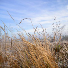 Fototapeta premium wild plant