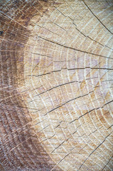 Fototapeta premium wood