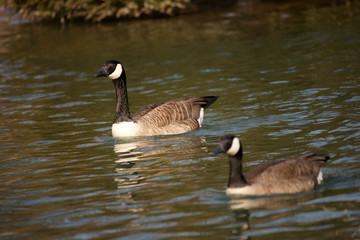 동물, 조류, 공원