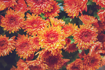 Beautiful dahlia for background, Vintage Effect